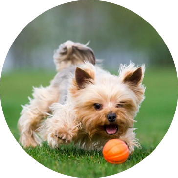 Tennis Pet Hundleksaker